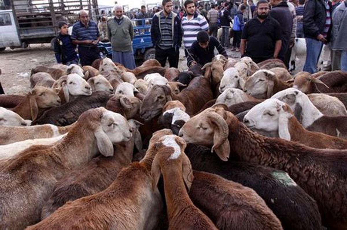 وزارت کشاورزی بخشنامه ممنوعیت صادرات دام زنده را ابلاغ کرد