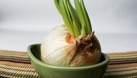 سیر و پیاز جوانه زده سرطان زا هستند ؟ بهترین روش نگهداری