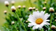 فرصتی برای زندگی