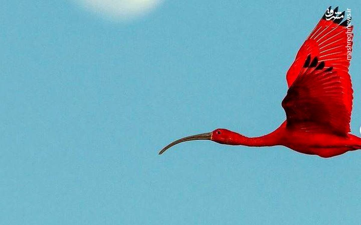  پرنده‌ای به رنگ قرمز+ تصاویر