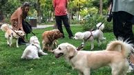 جزئیات طرح مجلس برای ممنوعیت  سگ‌گردانی
