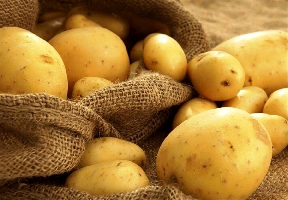 تهرانی ها برای کمبود سیب زمینی دست به دامن این استان شدند
