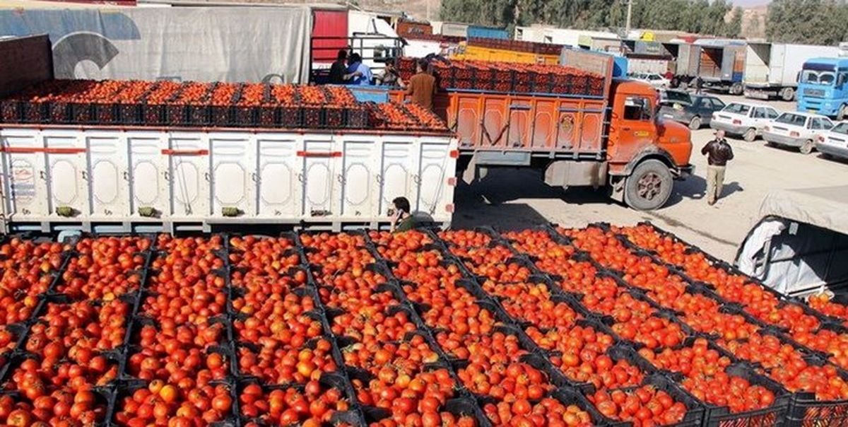  عرضه پرحجم گوجه فرنگی در بازار تا چند روز آینده