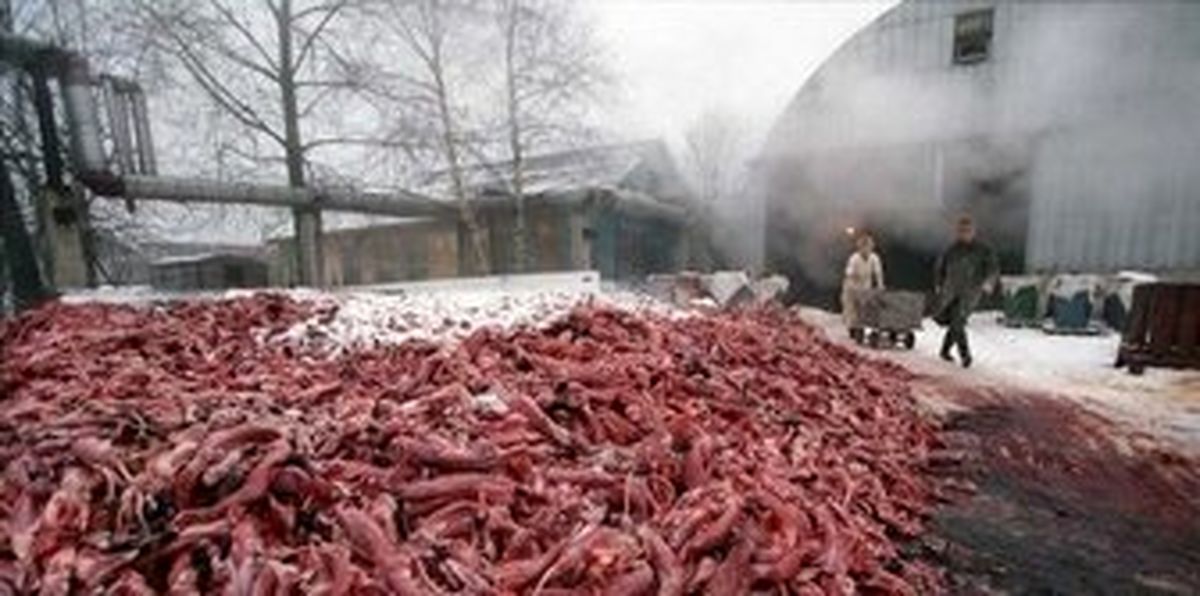 به بهانه روباه‌پوشی خانم بازیگر