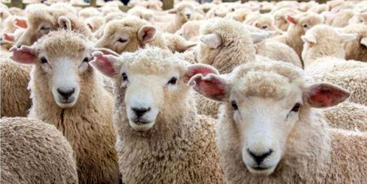ویژگی مراکز نمونه و خرید گوسفند زنده در تهران
