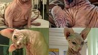 محبوبیت گربه شیطانی در شبکه اجتماعی +عکس 