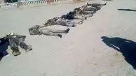 غافلگیری داعش در مصر (+عکس)