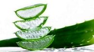 از فواید جالب آلوئه ورا چه میدانید؟