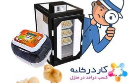 اشتغال زایی با دستگاه جوجه کشی