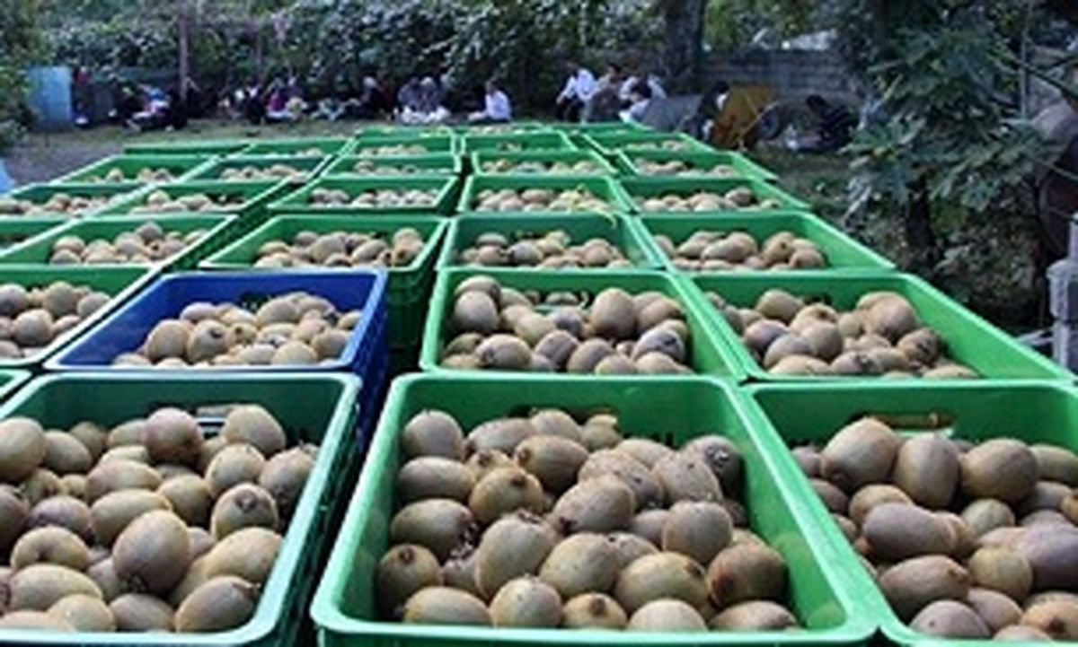 میوه مفید برای افراد سیگاری