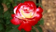 زیباترین رزهای جهان، گل‌هایی به رنگ عشق! (+عکس)