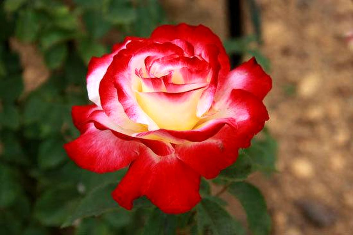 زیباترین رزهای جهان، گل‌هایی به رنگ عشق! (+عکس)