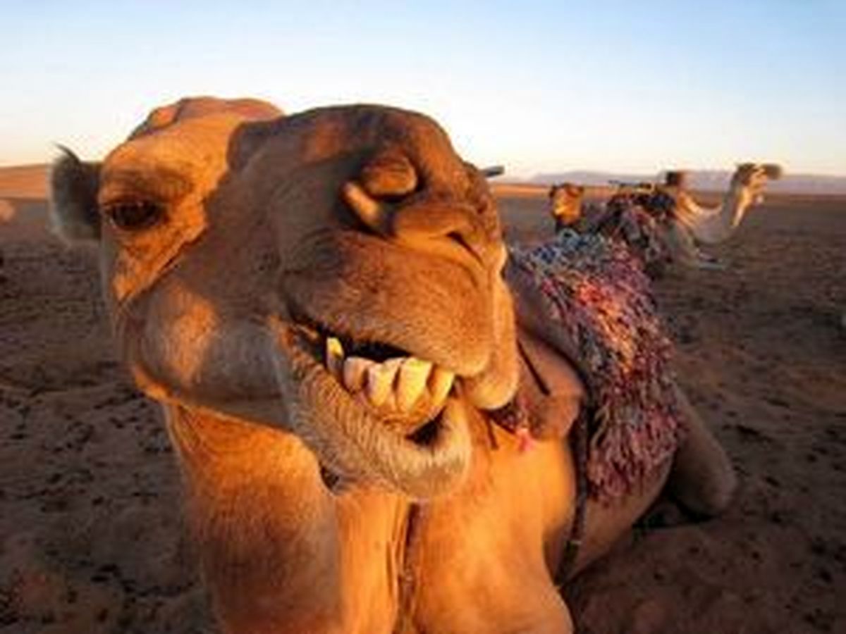 حواشی مسابقه زیبایی شترها در عربستان