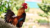 طبع گوشت خروس و خواص آن 