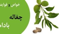 خواص چغاله بادام این نوبرانه خوشمزه بهاری