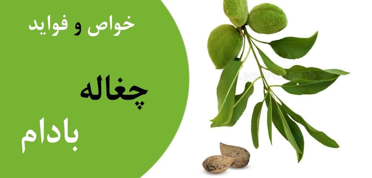 خواص چغاله بادام این نوبرانه خوشمزه بهاری