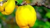 خواص عالی به میوه زیبایی و ضد سرطان