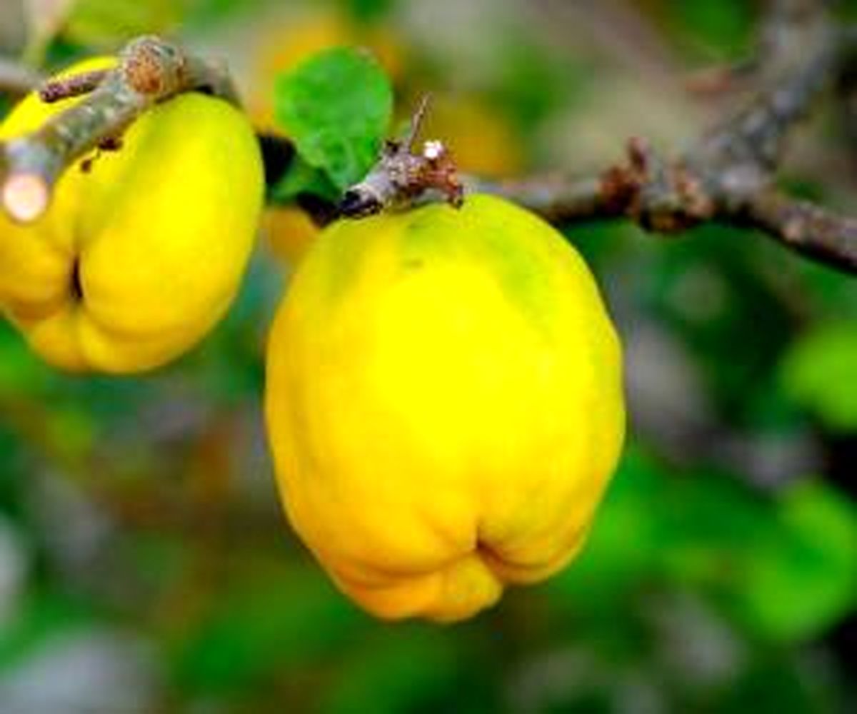خواص عالی به میوه زیبایی و ضد سرطان