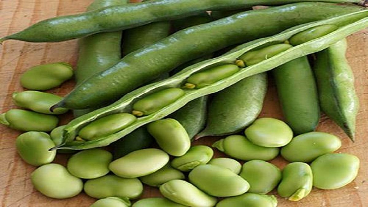 فواید و مضرات باقلای لوبیا را بشناسید!