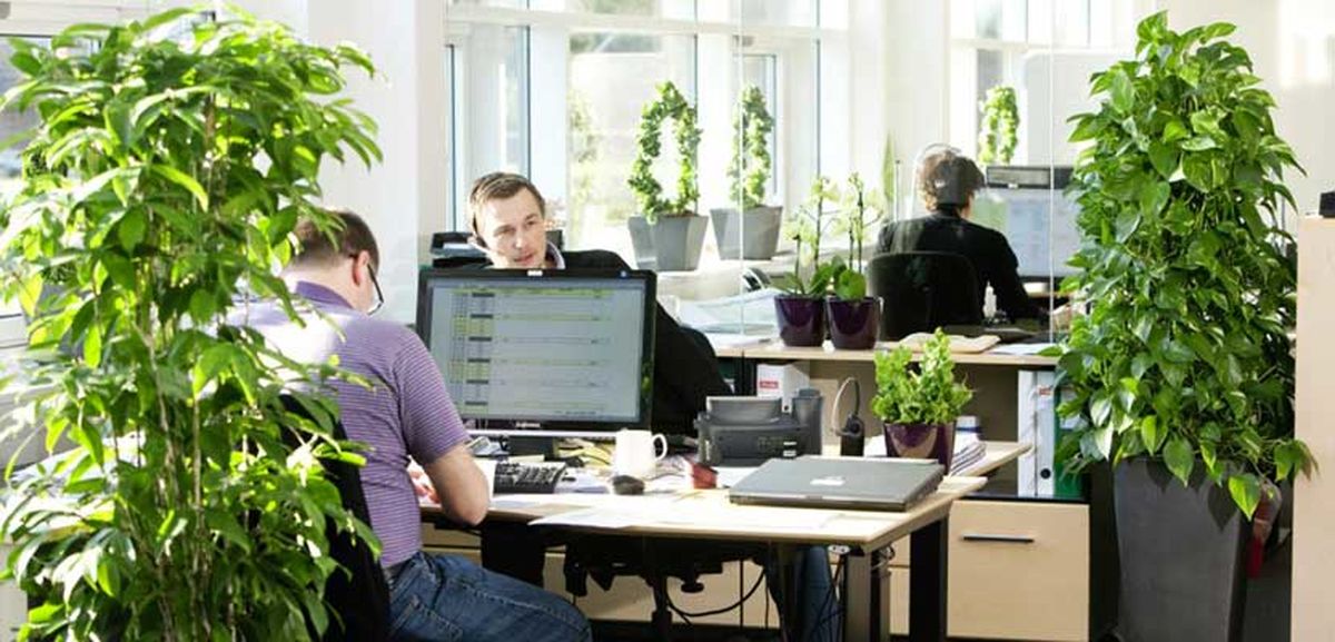 تاثیر گل و گیاه در افزایش بازدهی فعالیت در محیط کاری