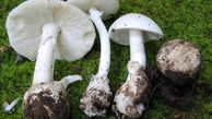 گونه قارچی Amanita virosa عامل مسمومیت‌های اخیر است