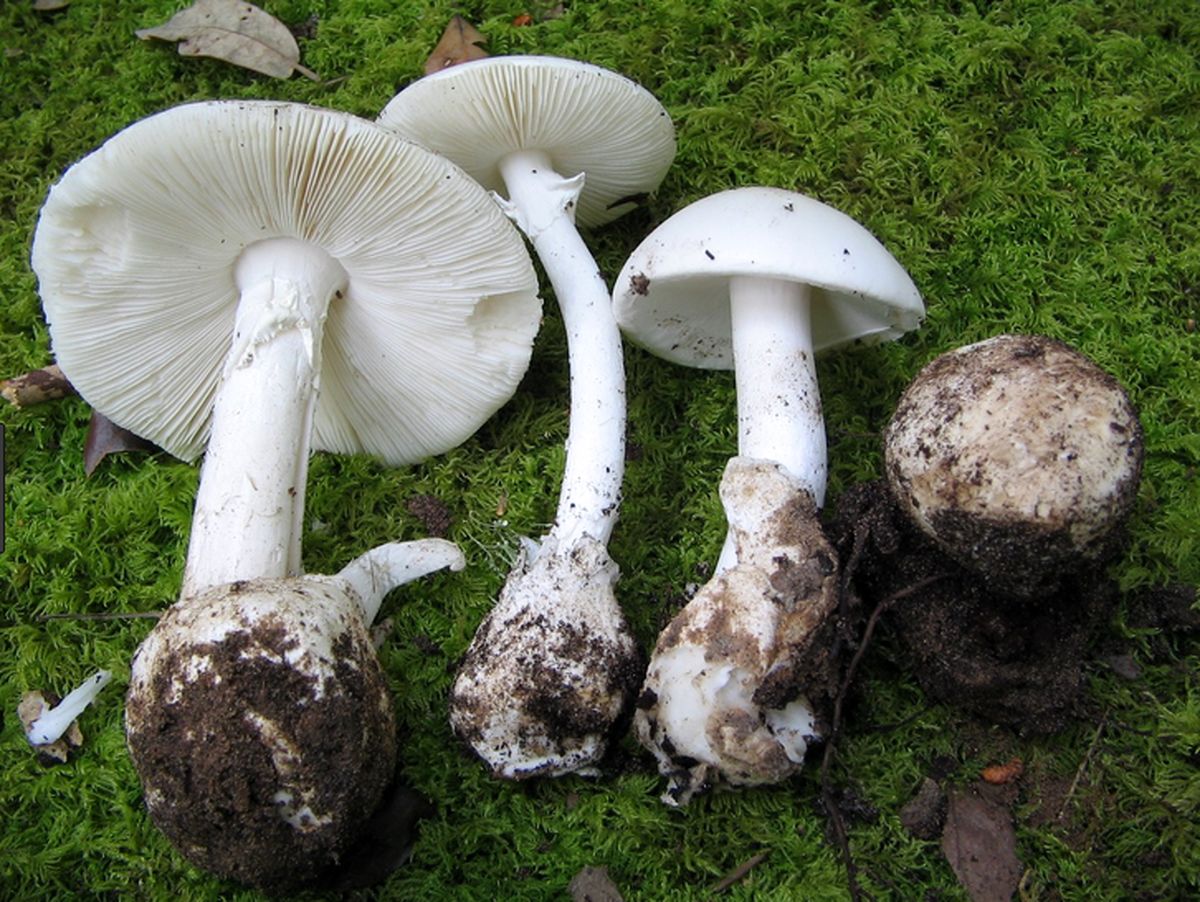 گونه قارچی Amanita virosa عامل مسمومیت‌های اخیر است