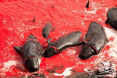 2ACFBBEF00000578-3173617-Carnage_The_pilot_whale_is_not_an_endangered_species_and_has_bee-a-52_1437762253024
