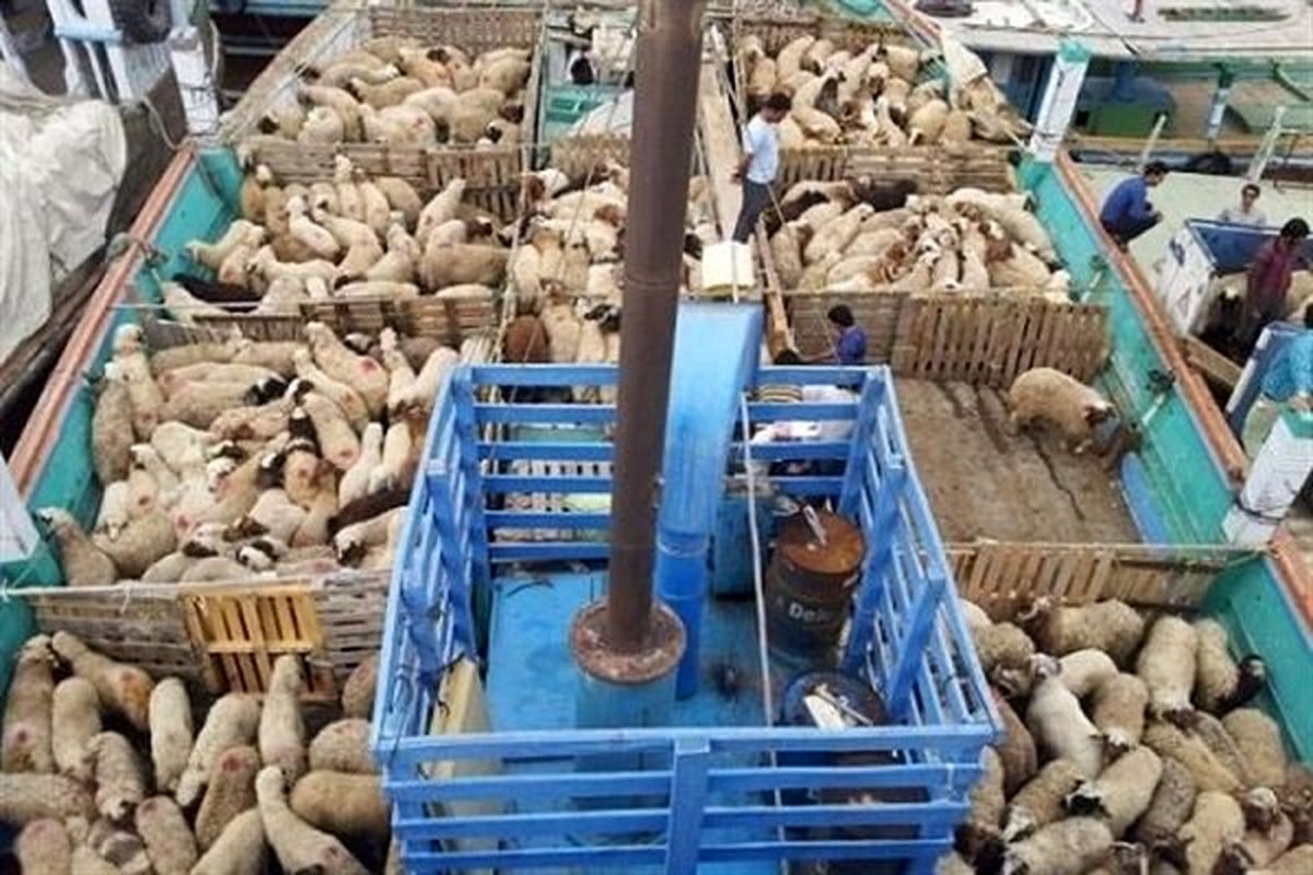 علت تناقض در آمار واردات دام زنده/۴ هزار راس به بازار رسید
