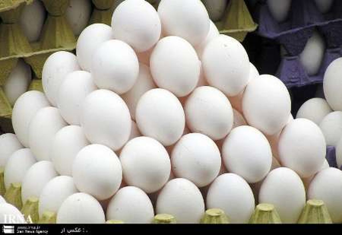 روزانه 140 تن تخم مرغ دولتی در پایتخت عرضه می‌شود