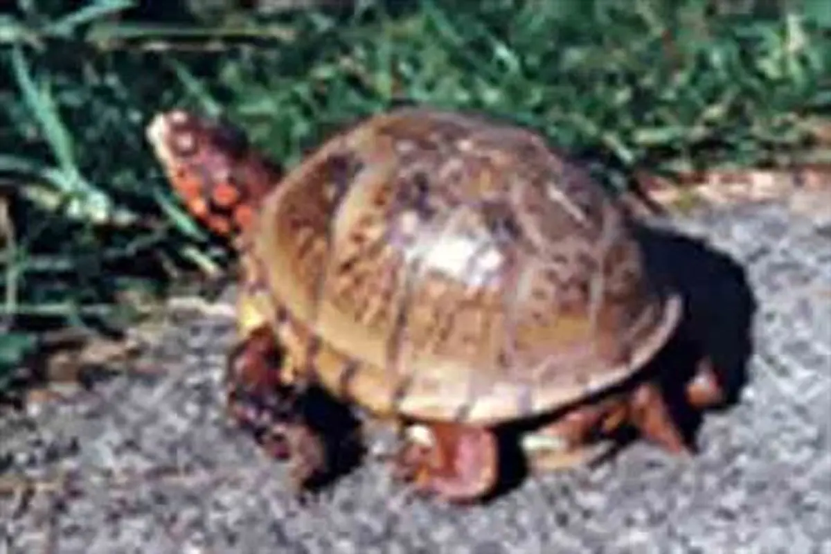 لاک پشتی که روزانه ۱۰ نخ سیگار می کشد! + عکس