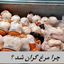 چرا مرغ گران شد ؟