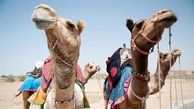 عروسی شترها در هند