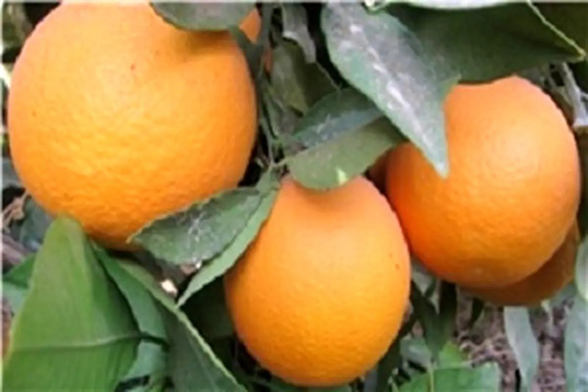 سرمای شدید کام مرکبات را تلخ کرد