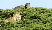 تصویری جالب از حیات‌وحش آفریقا