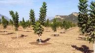 یک هزار هکتار باغ میوه امسال در قزوین ایجاد می شود