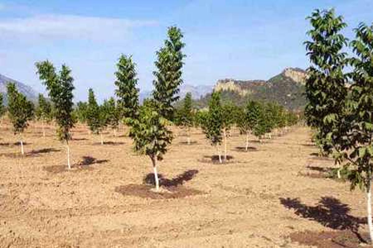 یک هزار هکتار باغ میوه امسال در قزوین ایجاد می شود