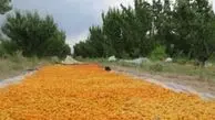 یک شهر زرد آلویی!+تصاویر
