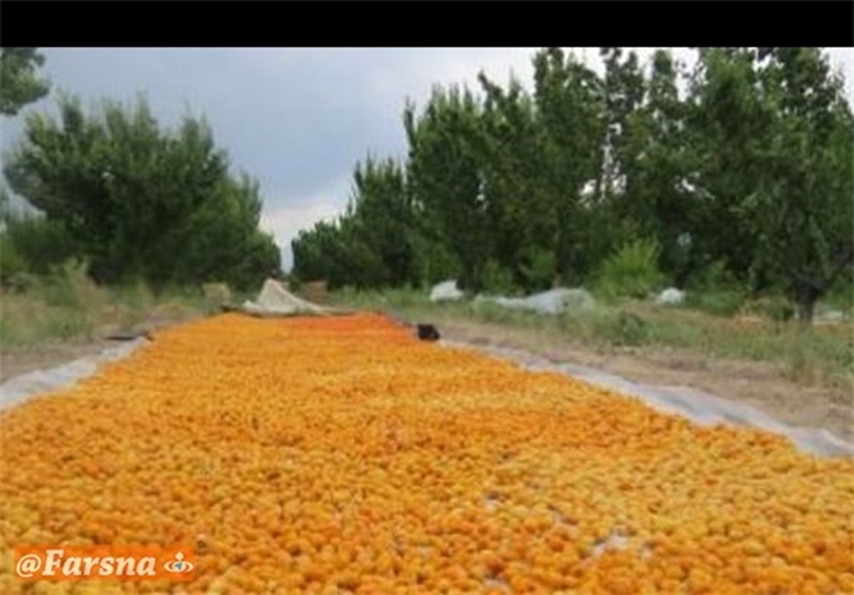 یک شهر زرد آلویی!+تصاویر