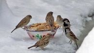 مهربانی نیوشا ضیغمی با پرندگان+عکس