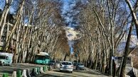 هیچ پروژه‌ای بر درختان خیابان ولیعصر ارجحیت ندارد