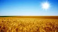 خرید صدها هزار تن گندم از روسیه