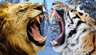 دعوای شدید بین ببر و شیر نر+ فیلم