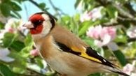 ممنوعیت خرید و فروش پرنده زینتی در تهران