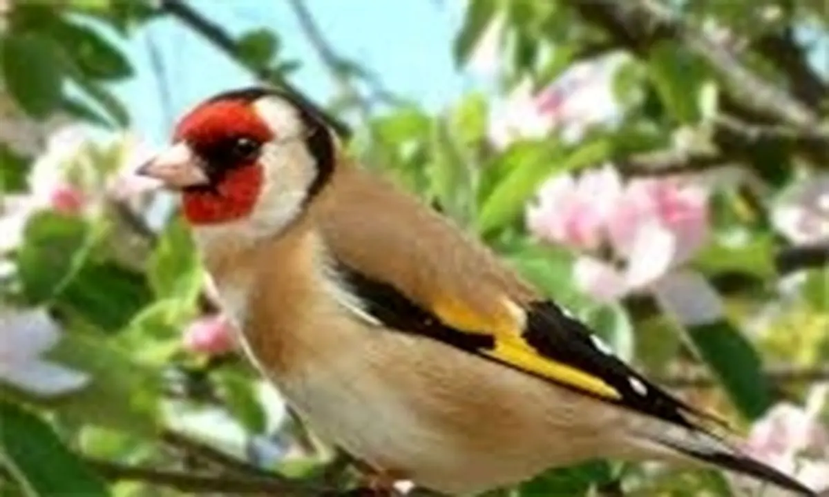 ممنوعیت خرید و فروش پرنده زینتی در تهران