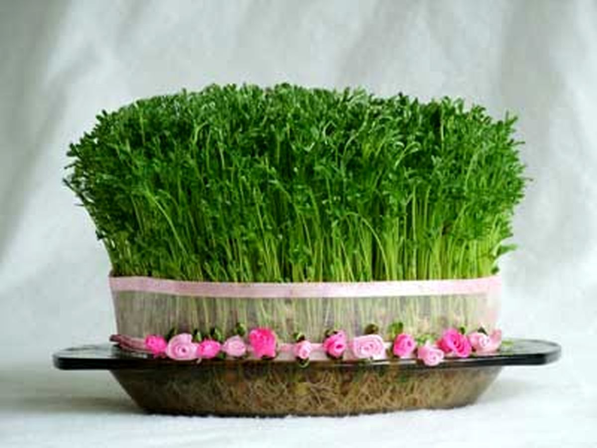 برای هفت سین گندم بکاریم یا نه؟