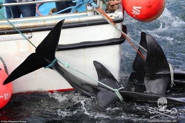 2ACFBC0800000578-3173617-No_escape_After_funneling_the_whales_towards_the_beach_some_of_t-a-51_1437762252914