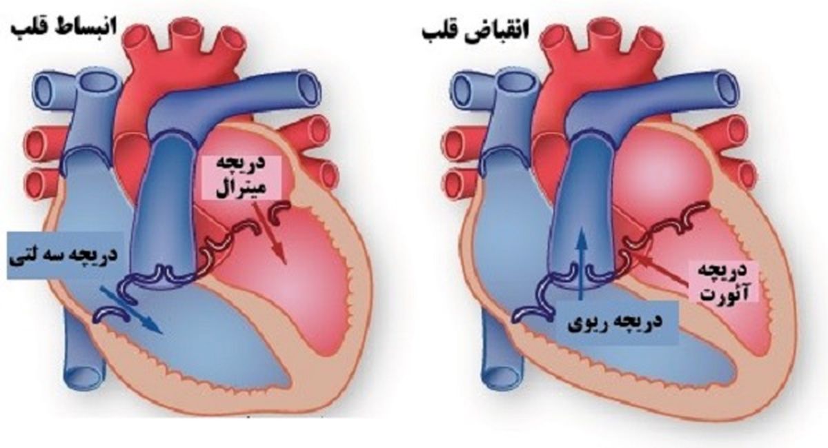 ساخت دریچه‌ مصنوعی قلب با قابلیت خود ترمیمی