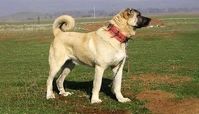 نجات سگ اسیر شده در کانال آب+ فیلم 