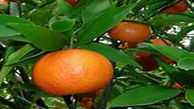 نارنگی پاکستانی میهمان سبد نوروزی