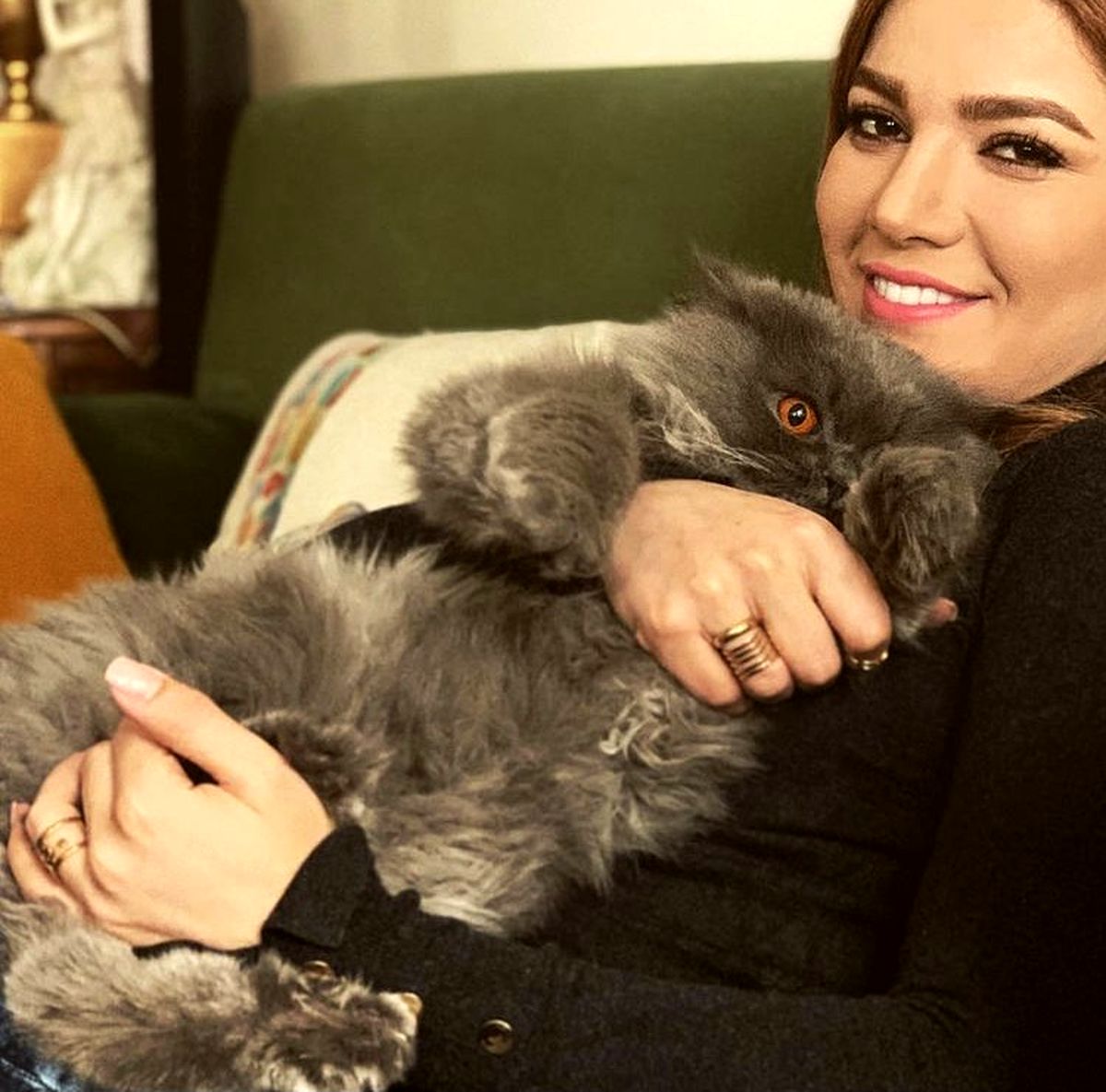 گربه پشمالو متین ستوده + عکس